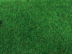 Kobercová tráva Green 24 s nopy